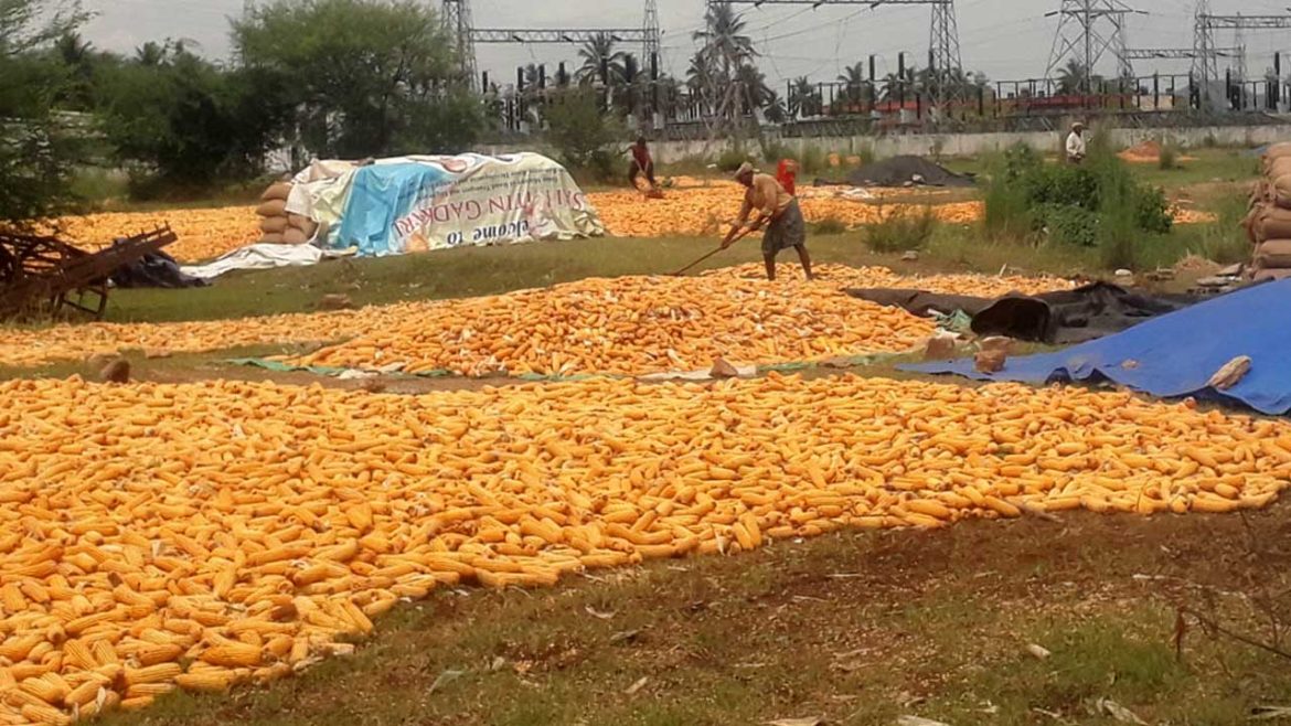 Maize purchasing centers