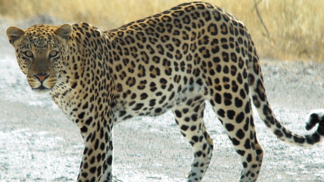 leopard Nagireddypet