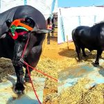 Anmol Bull | ఈ దున్నపోతు రేటు రూ.23 కోట్లు.. స్పెషాలిటీ ఏంటంటే? Anmol Bull
