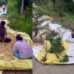 Banswada | ధాన్యంలో మొలకలు.. రైతన్న కళ్లలో నీళ్లు Banswada