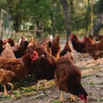 Hanmakonda | పొలాల్లో 2 వేల నాటుకోళ్లు.. ఎగబడి పట్టుకెళ్లిన జనం Hanmakonda