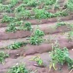 Tornadoes | సుడిగాలుల బీభత్సం.. విరిగిపడిన చెట్లు Tornadoes