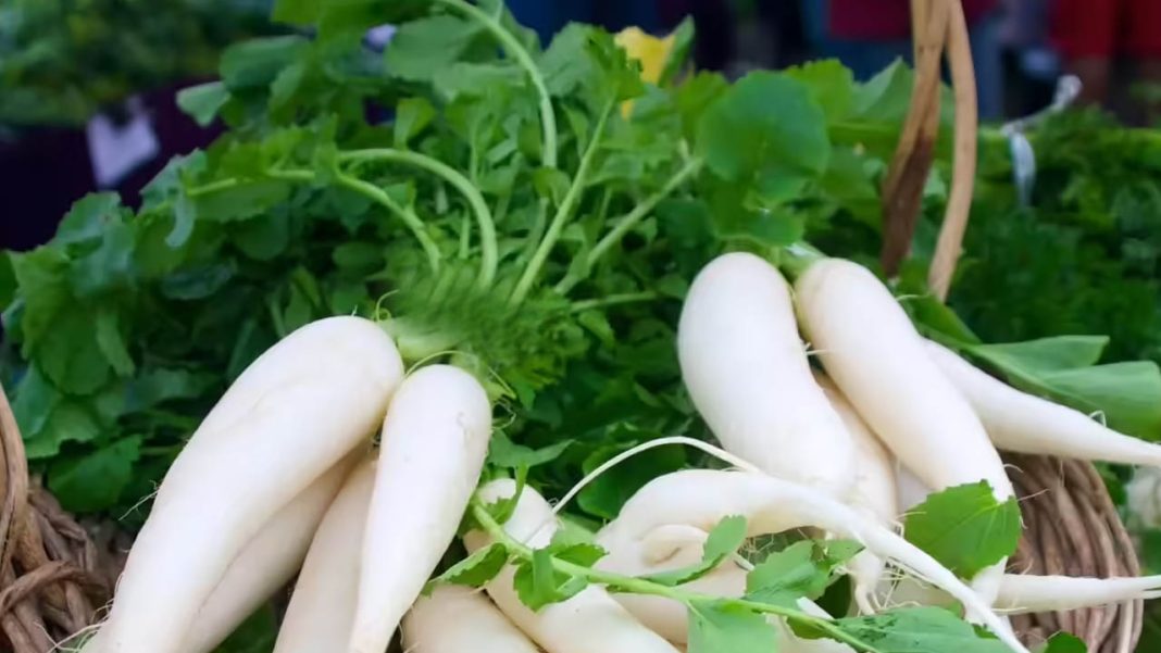 Radish leaves | ముల్లంగి ఆకుల్ని పడేస్తున్నారా.. అయితే పోషకాలను వృథా చేస్తున్నట్లే!