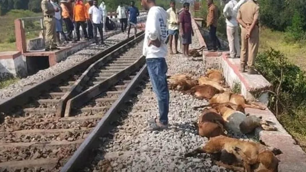 Kamareddy train collision | రైలు ఢీకొని 80 గొర్రెల మృత్యువాత.. కాపరి గల్లంతు!