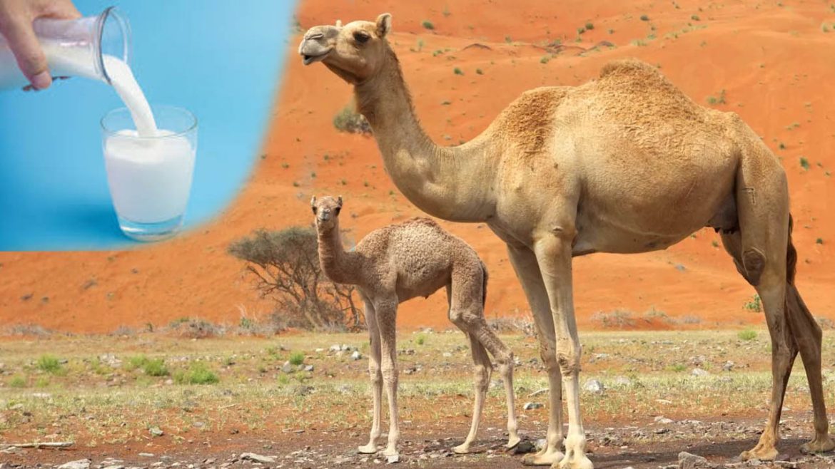 Camel milk | పెరుగుగా మారని ఏకైక జంతువు పాలు.. పోషకాలు పుష్కలం..!