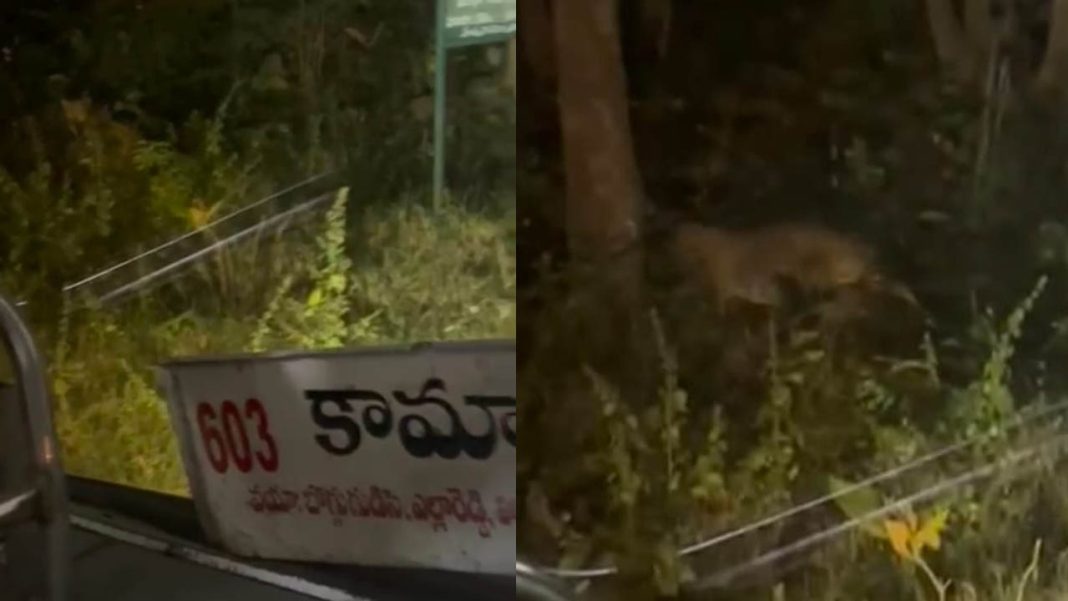 Leopard roaming | ఎల్లారెడ్డి – కామారెడ్డి రహదారిపై చిరుత సంచారం.. భయాందోళనలో ప్రయాణికులు!