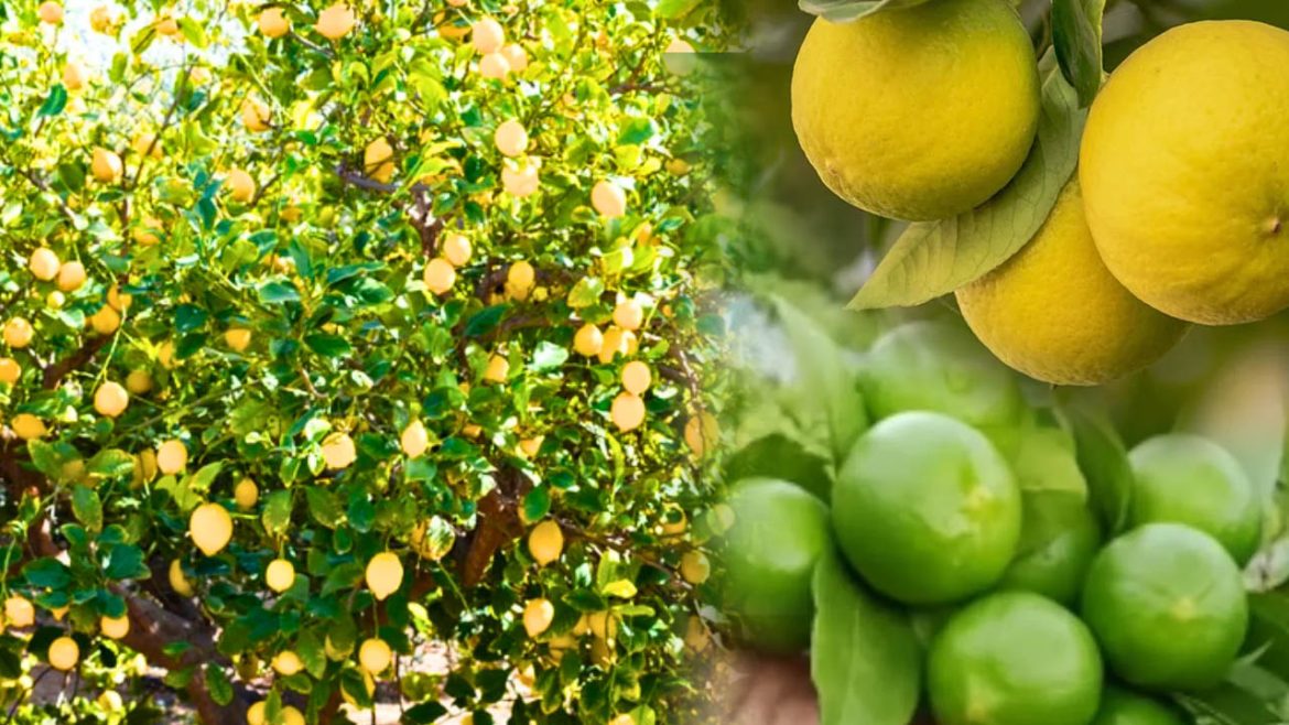 Lemon plant | ఇంట్లో నిమ్మ మొక్క పెంచడం శుభమా.. అశుభమా.. వాస్తు శాస్త్రం ఏమి చెబుతుందంటే..!