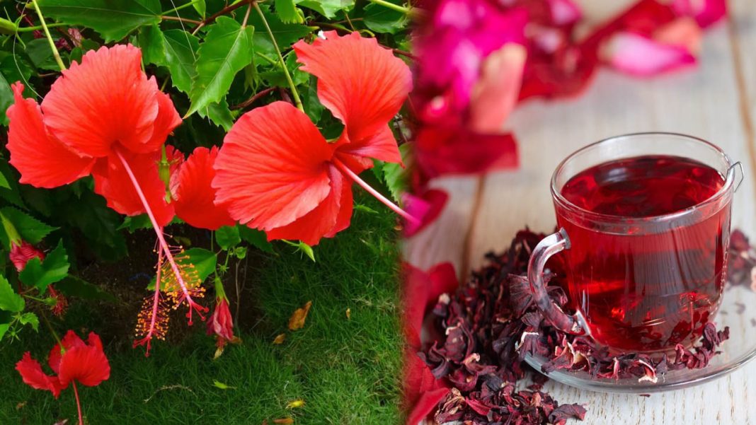 Hibiscus Flower | అందాన్ని మెరుగుపరిచే మందార.. ఇలా చేస్తే మీ చర్మం నిగ నిగ!