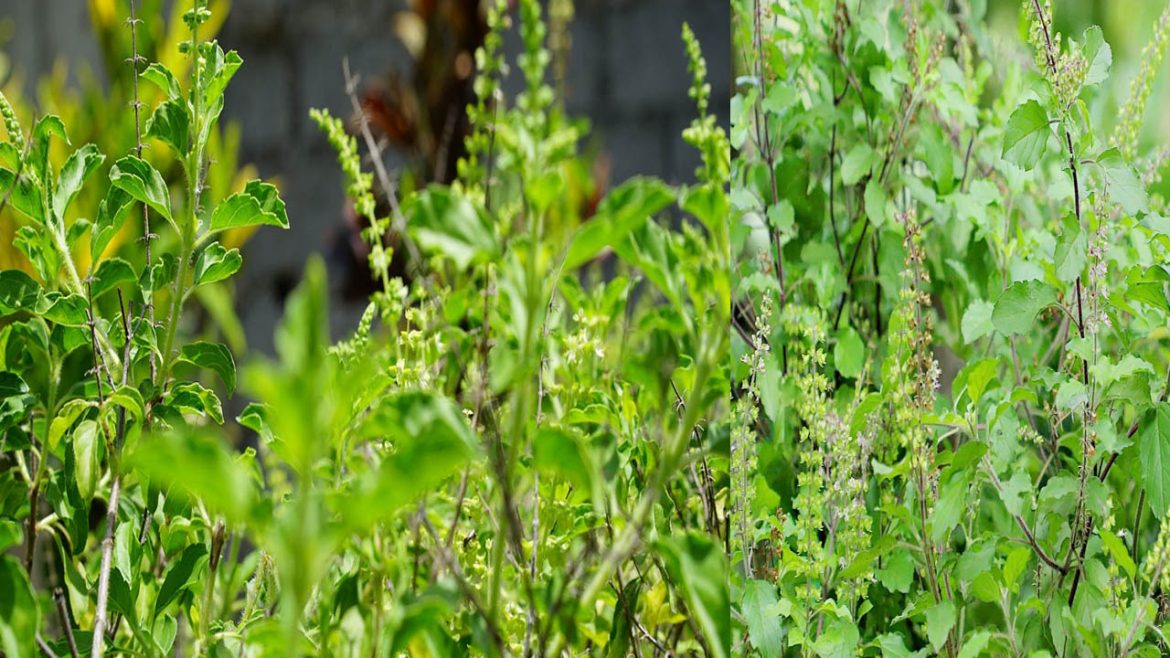 Tulsi Plant | తులసి మొక్క ఎండిపోతోందా.. ఈ జాగ్రత్తలు తప్పనిసరి..!