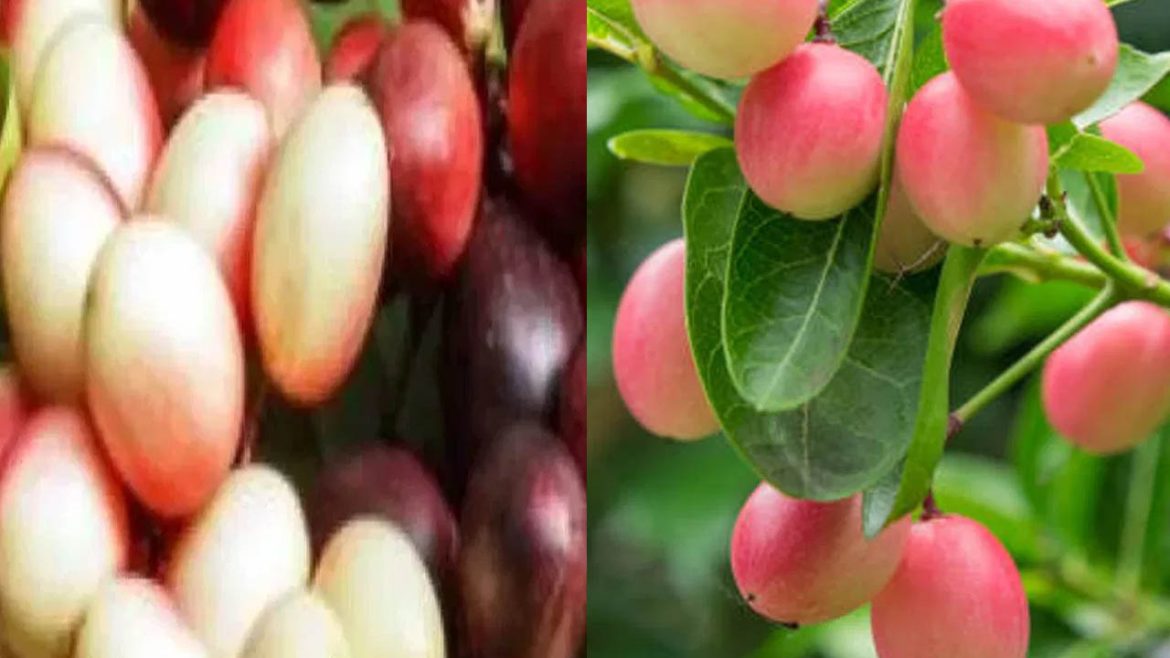 Vakkaaya | వాక్కాయ చిన్నదే.. ప్రయోజనాలు ఎంత పెద్దవో!