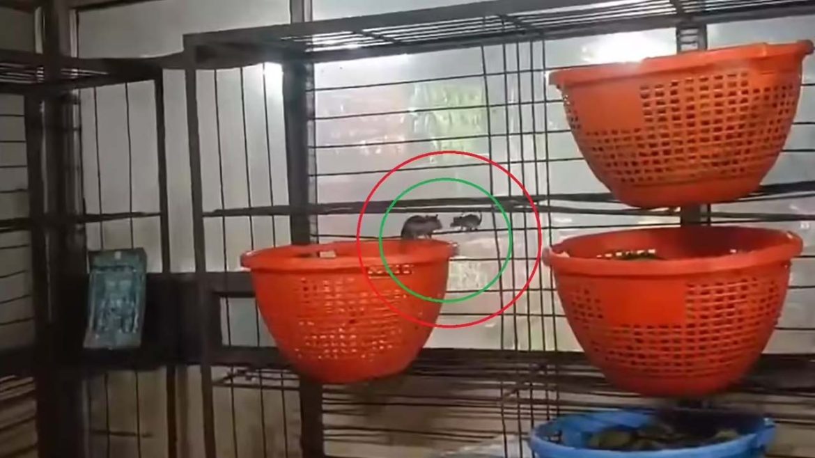 Annavaram  Prasadam