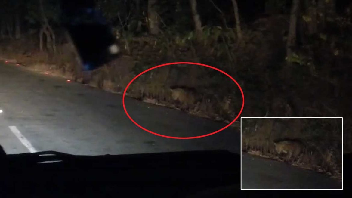 Leopard on KKY road