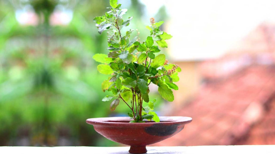 Tulsi plant