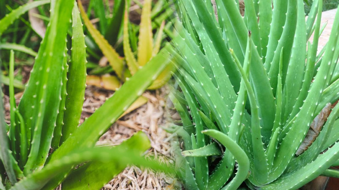 Aloe Vera | ఇంట్లోని కలబంద ఆకులు పసుపు రంగులోకి మారుతున్నాయా.. ఈ చిన్న తప్పే కారణం!