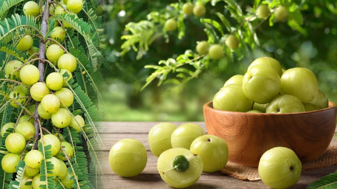 Amla | ఉసిరి అమృతమే.. కానీ వీరికి ప్రాణాంతకం.. పొరపాటున తిన్నారో ఇక అంతే!