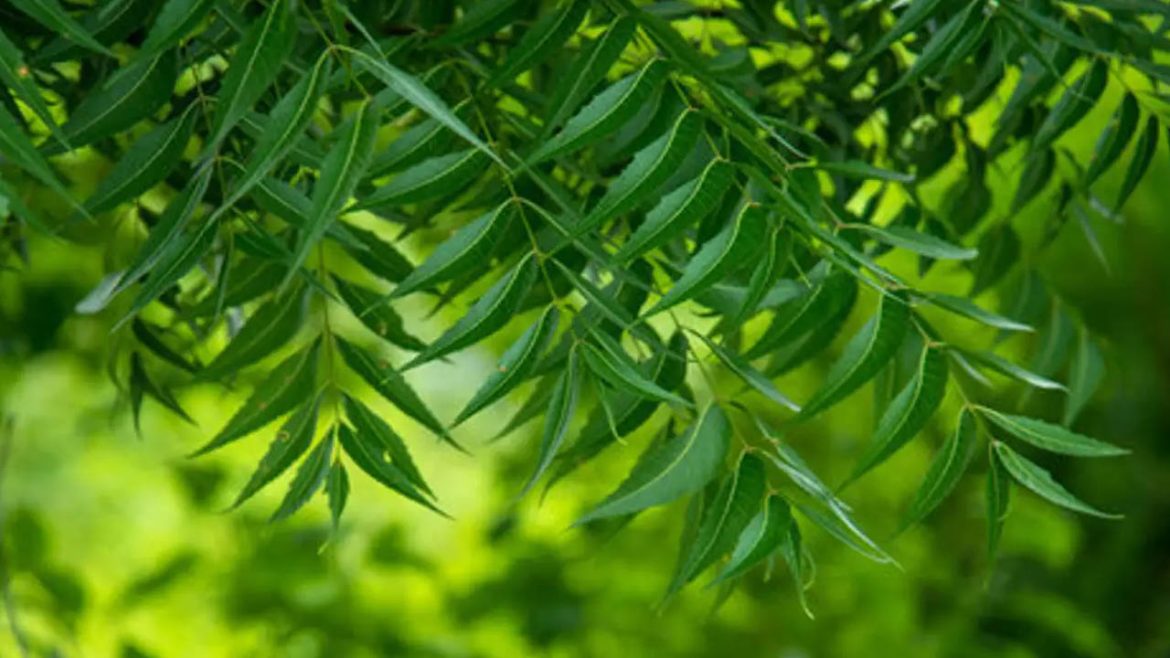 Neem tree | ఇంటి ఎదుట వేప చెట్టు ఉందా.. ఈ చిన్న వాస్తు నియమం పాటించాలి.. లేకుంటే కష్టాలు తప్పవు!
