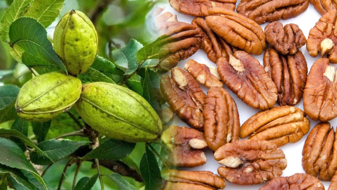 Pecan Nuts : వాల్‌నట్స్ కంటే పీకన్ నట్స్ బెటర్​.. ఎందుకో తెలిస్తే షాక్ అవుతారు!